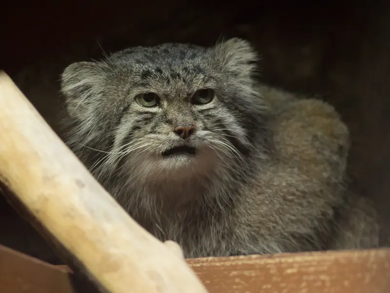 恩賜上野動物園のクリョンの写真