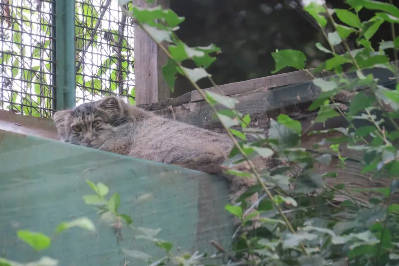 ブダペスト動物園・植物園のボリス Ⅱの写真