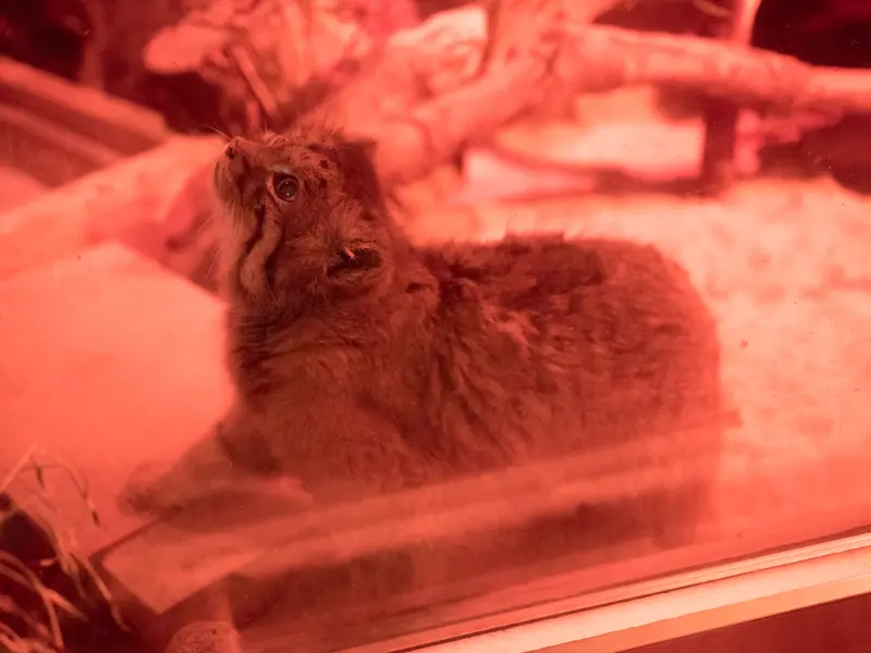 恩賜上野動物園のナイマの写真