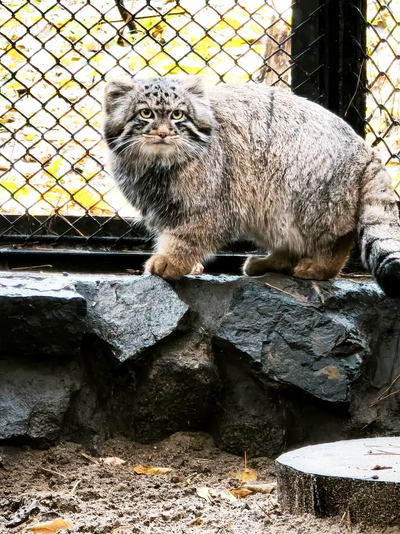 ノヴォシビルスク動物園のアデルの息子（2026年生まれ）Ⅲの写真
