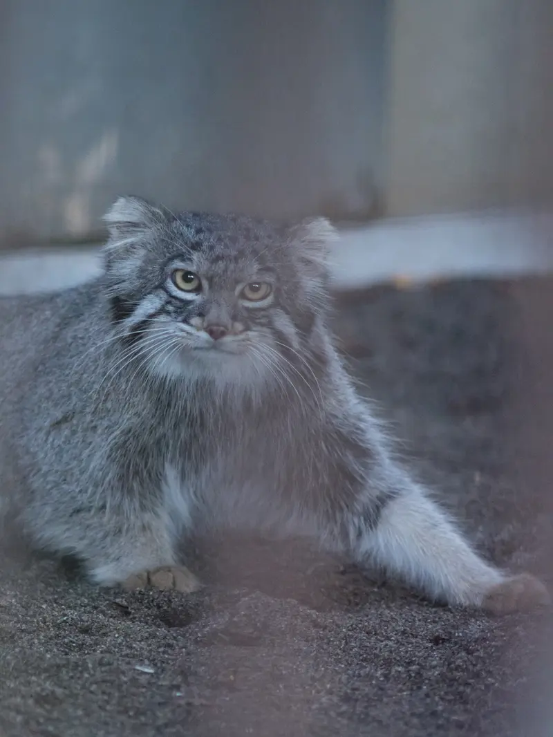 野毛山動物園のフィーガの写真
