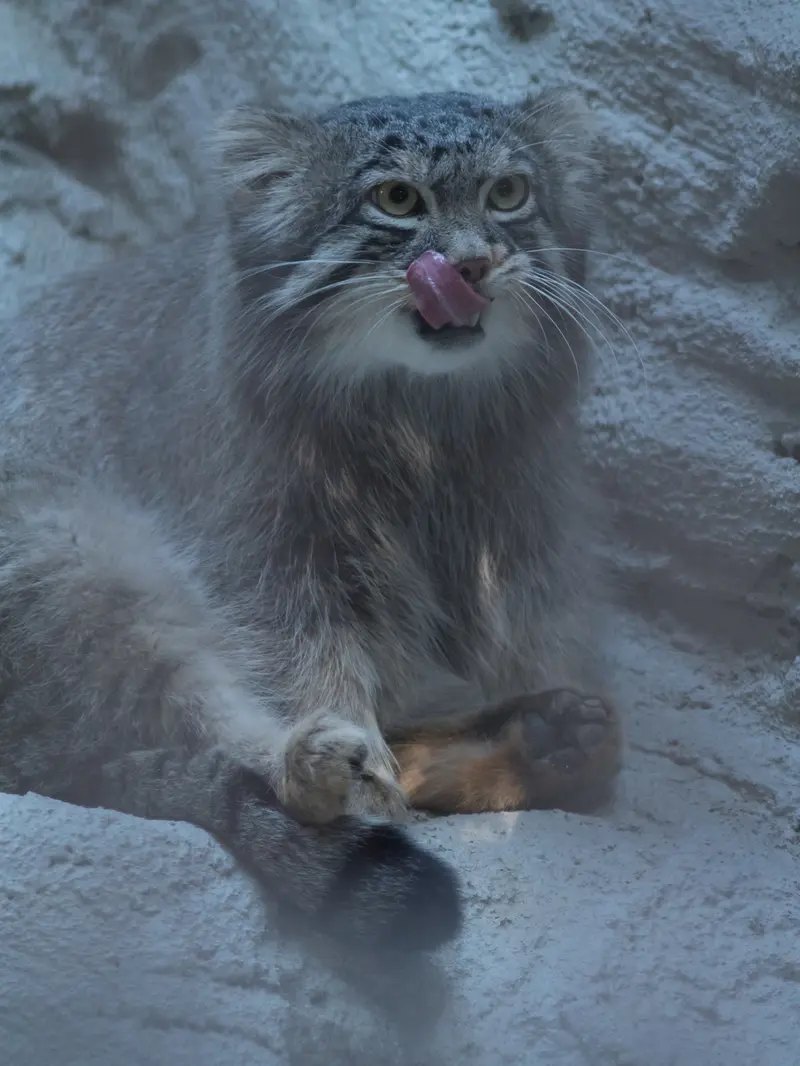 野毛山動物園のフィーガの写真