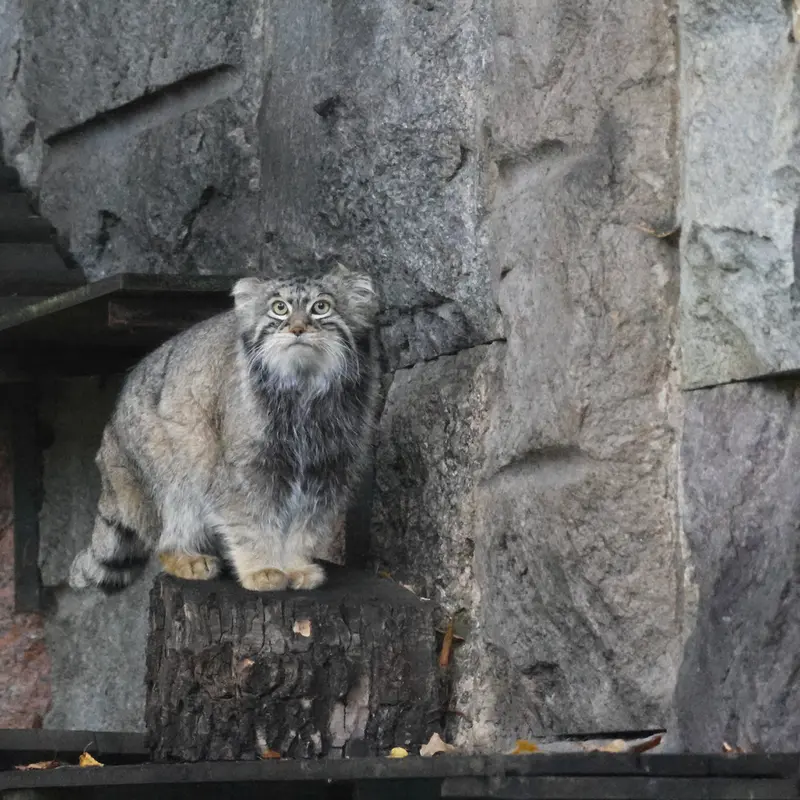 モスクワ動物園のティモフェイの写真
