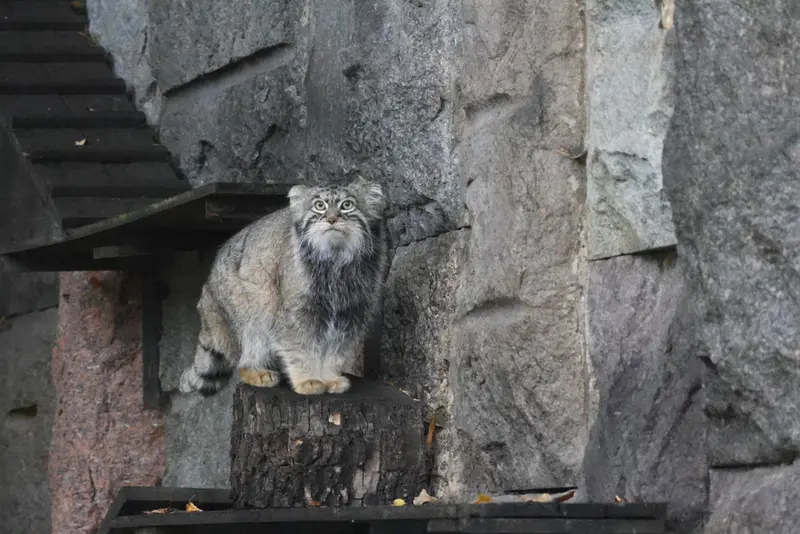 モスクワ動物園のティモフェイの写真