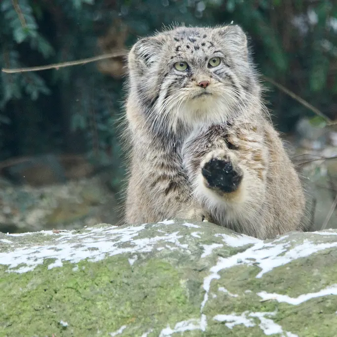 オストラヴァ動物園のモイラの写真