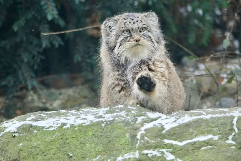 オストラヴァ動物園のモイラの写真