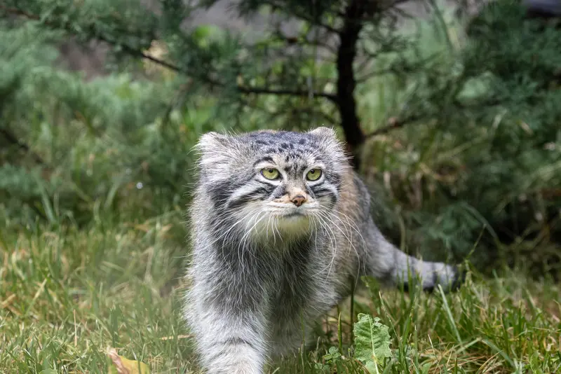 モスクワ動物園のティモフェイの写真