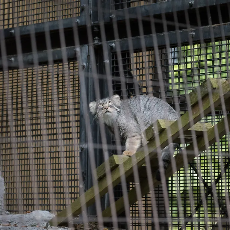 旭山動物園のヒデの写真