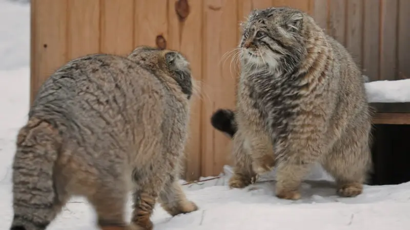 Novosibirsk Zooのゼレノゴルスクとアデルの動画