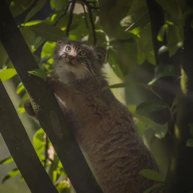 チェスター動物園のマヌルネコの写真