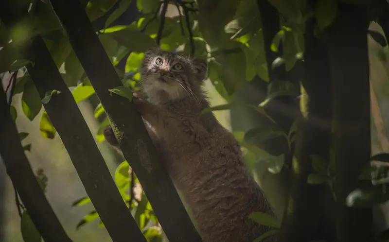 チェスター動物園のマヌルネコの写真