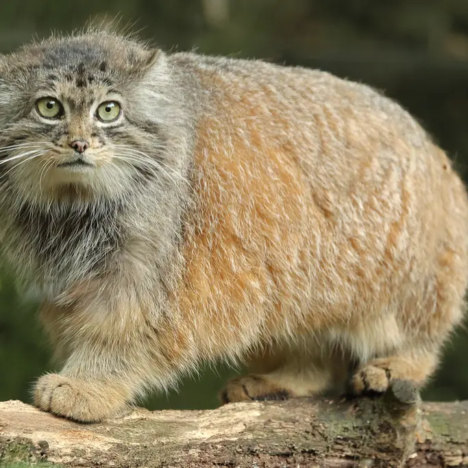 ロッテルダム動物園のポエスの写真