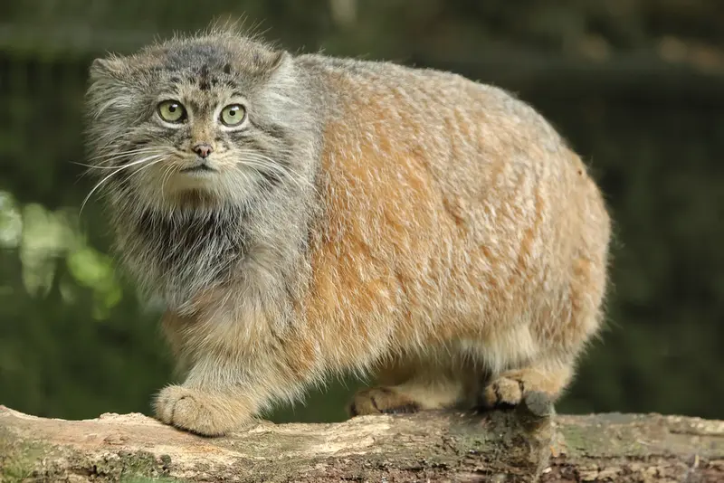 ロッテルダム動物園のポエスの写真