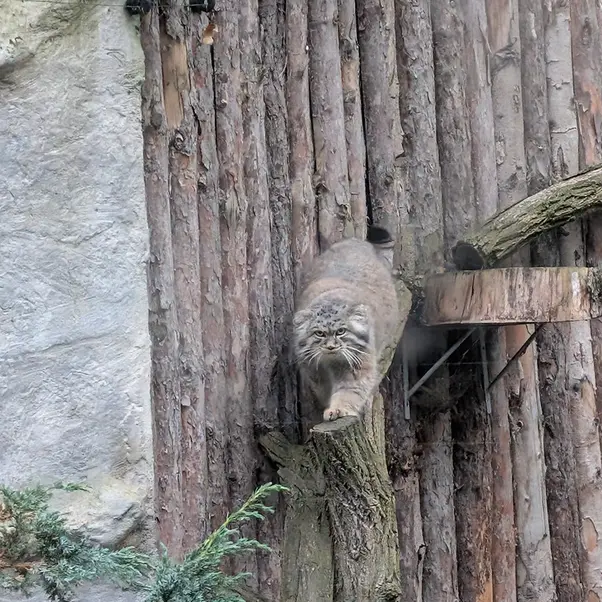 ヴロツワフ動物園のクビの写真