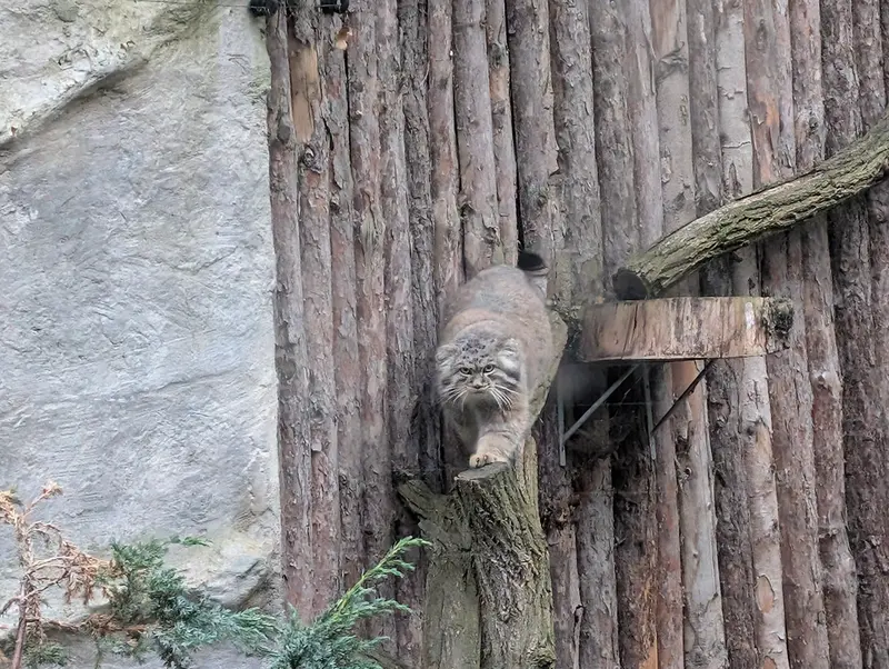 ヴロツワフ動物園のクビの写真