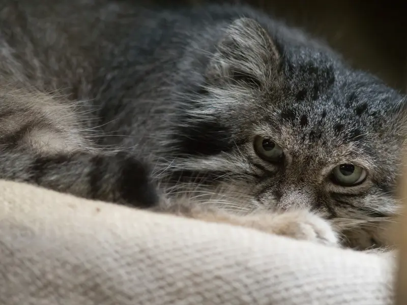 恩賜上野動物園のクリョンの写真