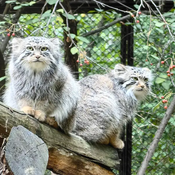 ノヴォシビルスク動物園のルフとエルフの写真