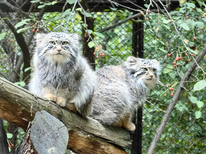 ノヴォシビルスク動物園のルフとエルフの写真
