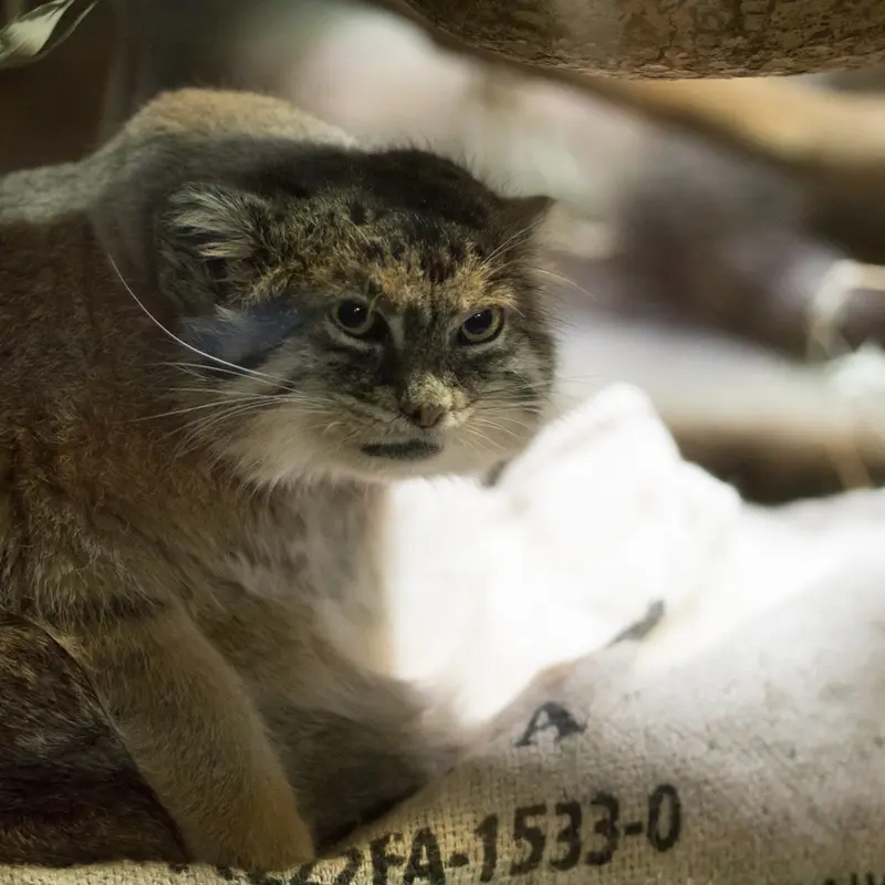 恩賜上野動物園のプリームラの写真