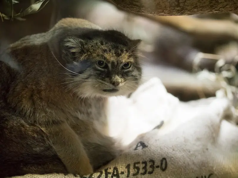 恩賜上野動物園のプリームラの写真