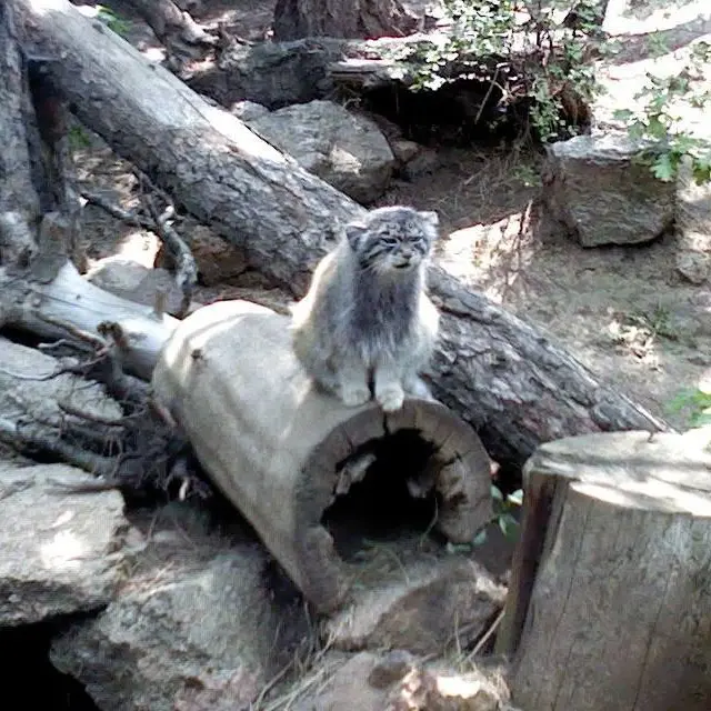 シャイアン・マウンテン動物園のナディアの写真
