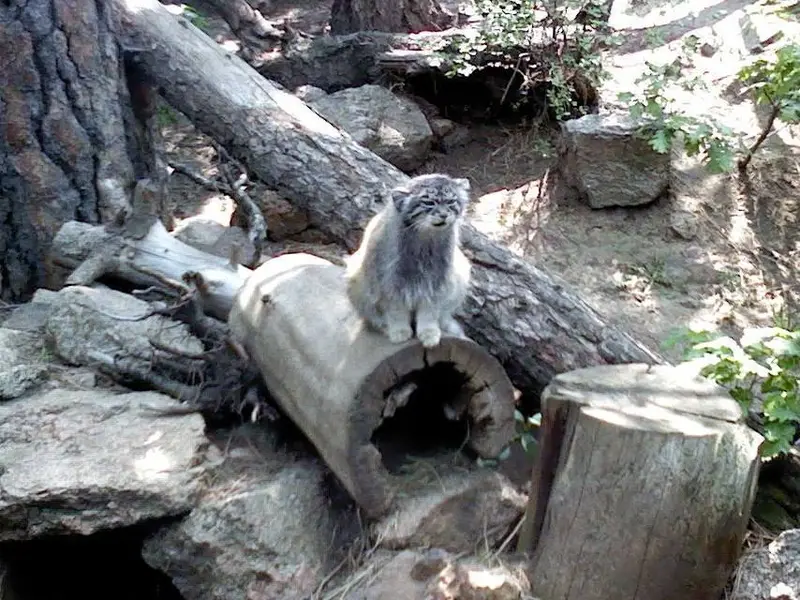 シャイアン・マウンテン動物園のナディアの写真