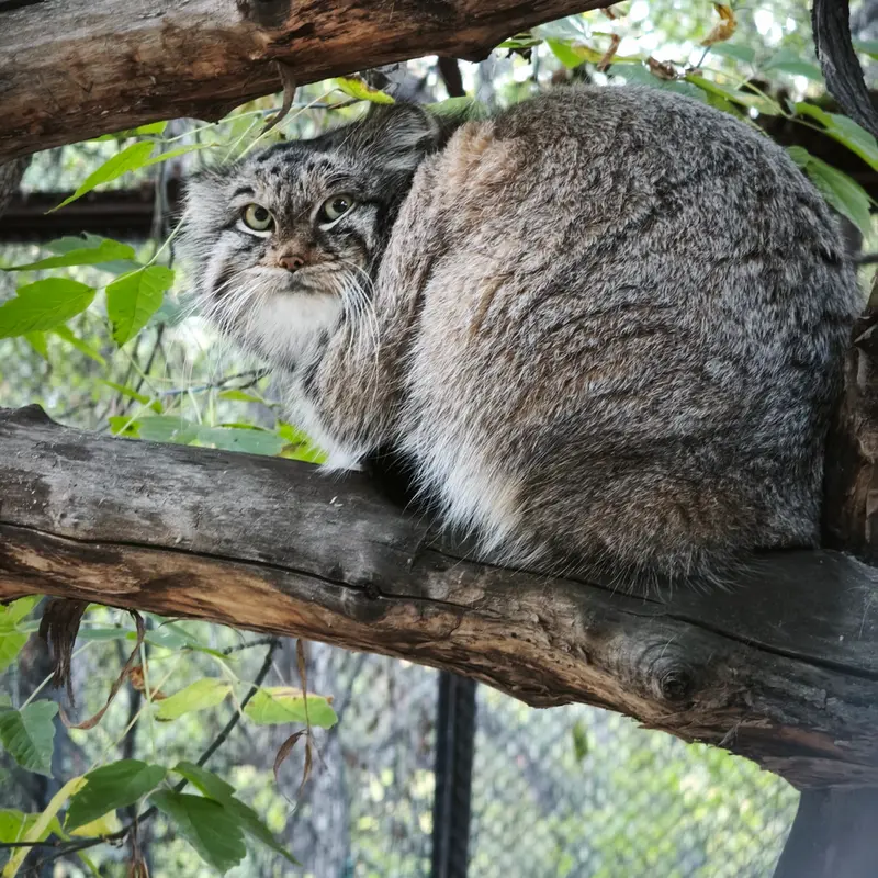 ノヴォシビルスク動物園のスネジンカの写真
