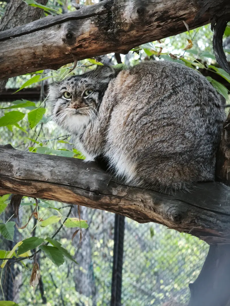 ノヴォシビルスク動物園のスネジンカの写真
