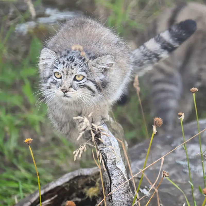 コルケアサーリ動物園のサーガの写真