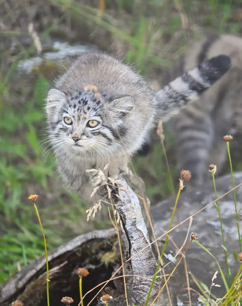 コルケアサーリ動物園のサーガの写真