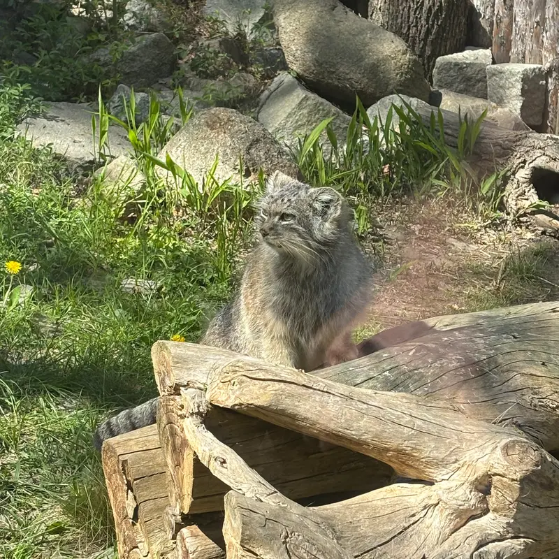 ヴロツワフ動物園のザリナの写真