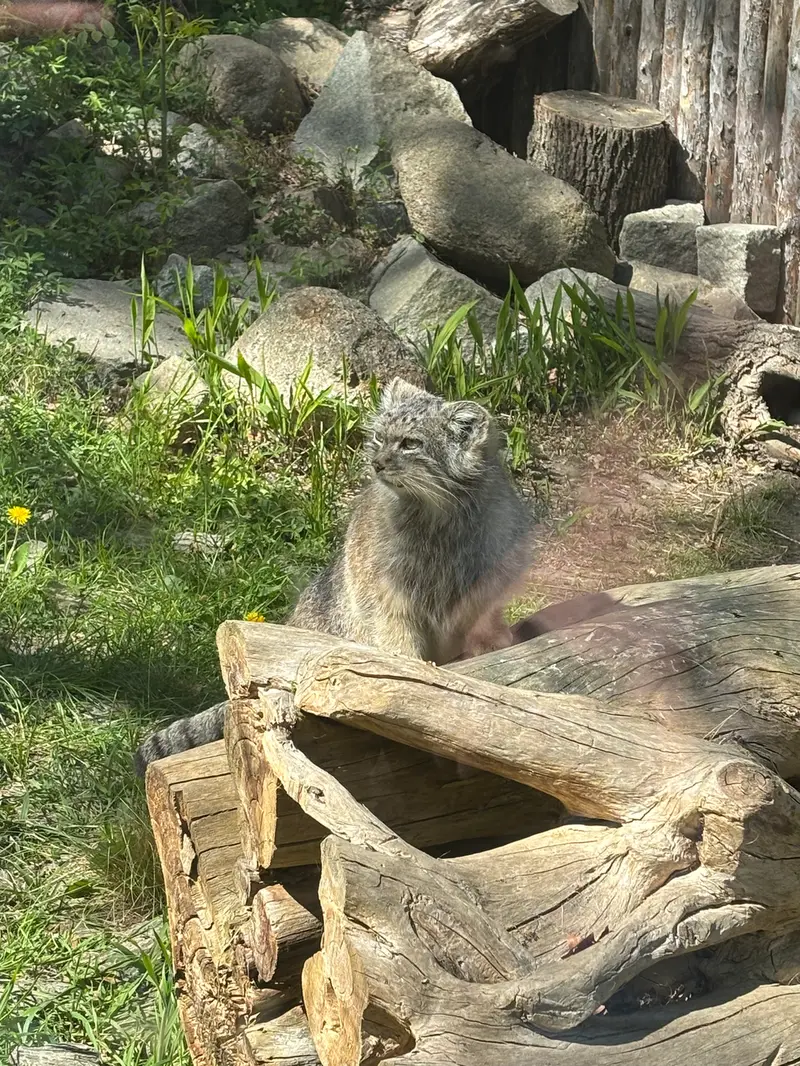 ヴロツワフ動物園のザリナの写真