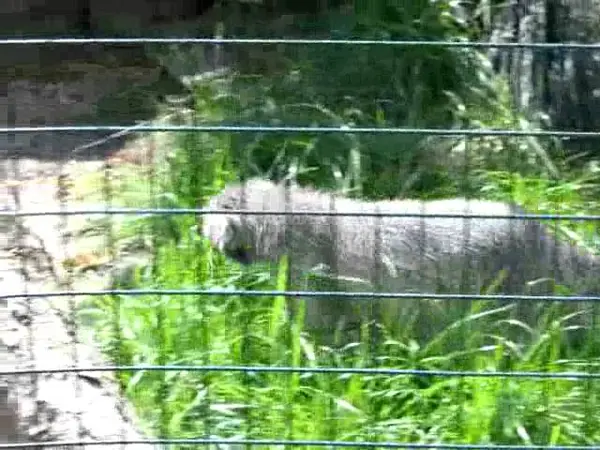 デッサウ動物園のマンニの動画