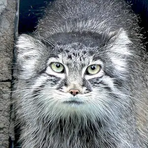リガ動物園のマヌルネコ（2006年生まれ）