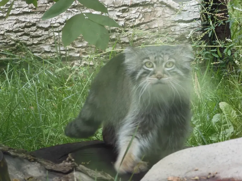 モスクワ動物園のティモフェイの写真