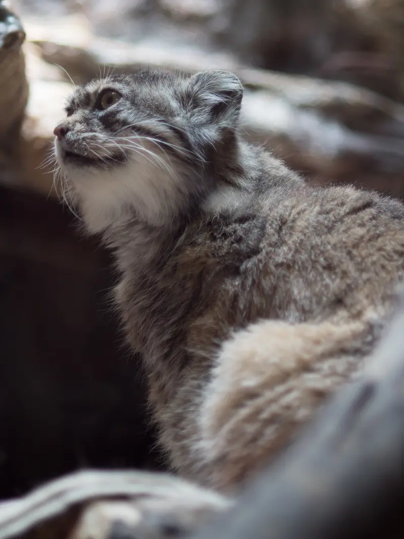 恩賜上野動物園のプリームラの写真