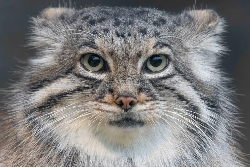 マヌルネコの写真