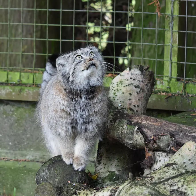 バナム動物園のベラの写真