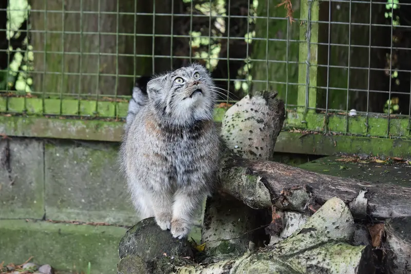 バナム動物園のベラの写真