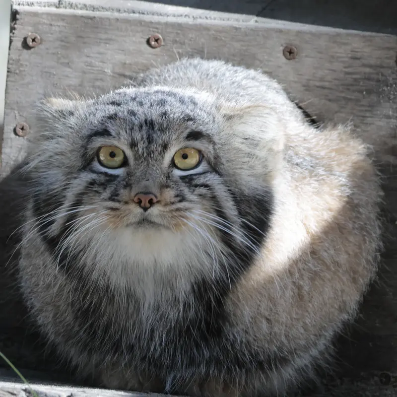 ノヴォシビルスク動物園のメンスの写真