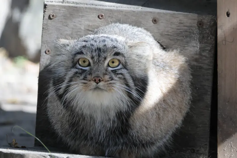 ノヴォシビルスク動物園のメンスの写真