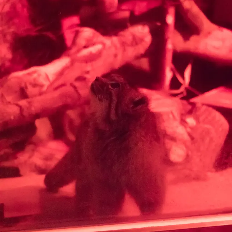 恩賜上野動物園のナイマの写真