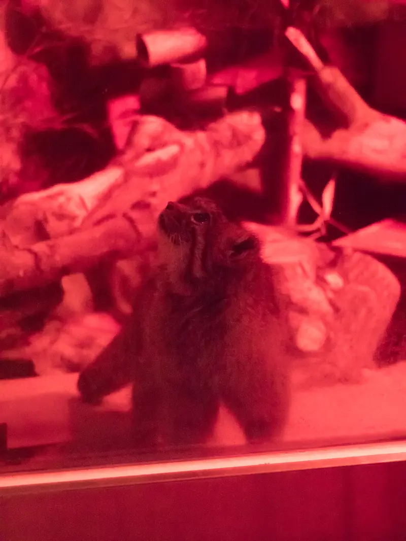 恩賜上野動物園のナイマの写真