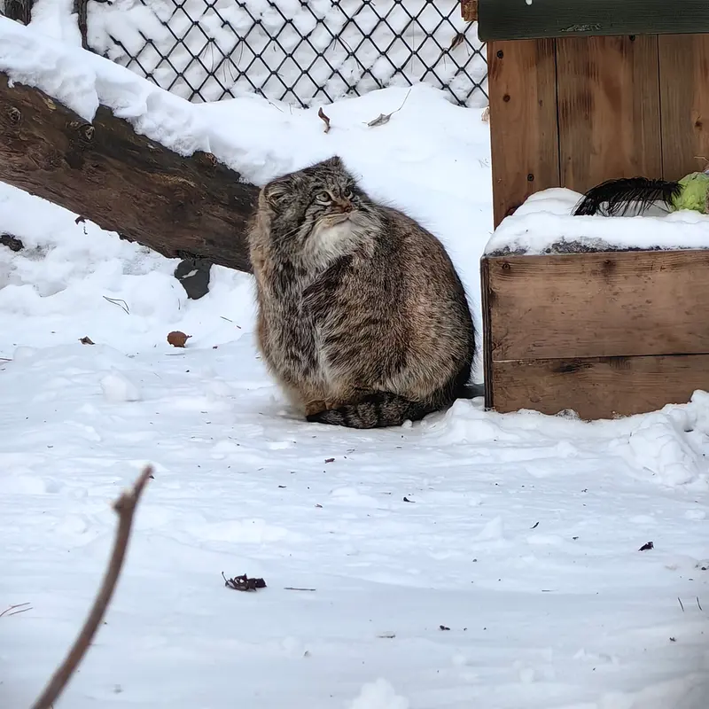 ノヴォシビルスク動物園のスネジンカの写真