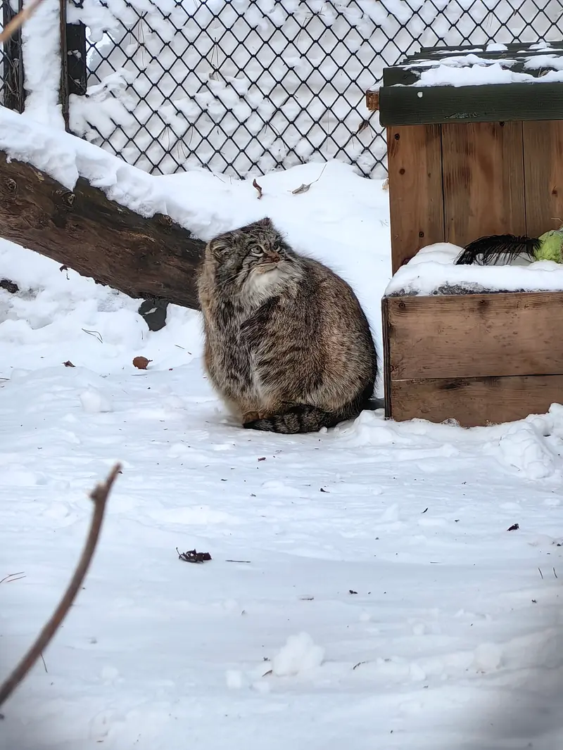 ノヴォシビルスク動物園のスネジンカの写真