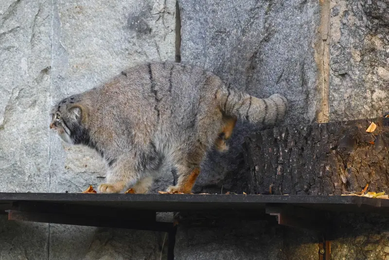 モスクワ動物園のティモフェイの写真