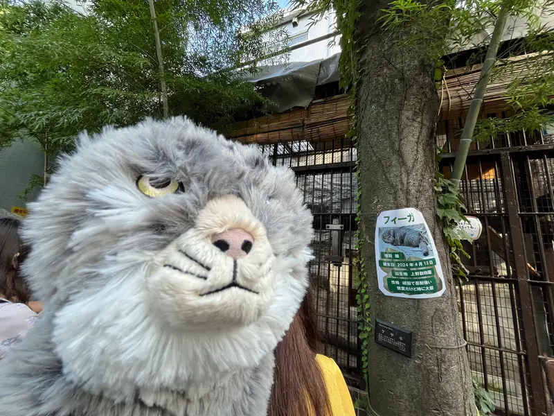 野毛山動物園のマヌルネコの写真