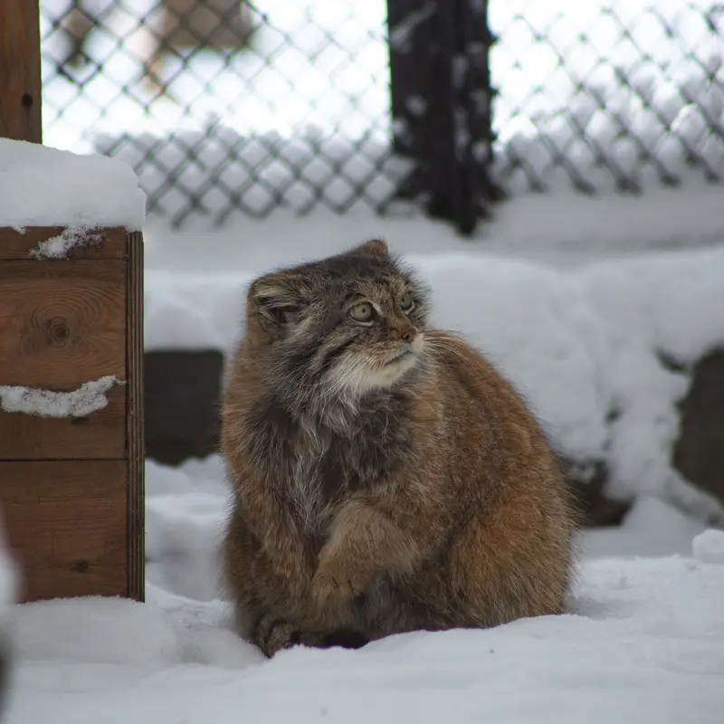 ノヴォシビルスク動物園のラストチカの写真