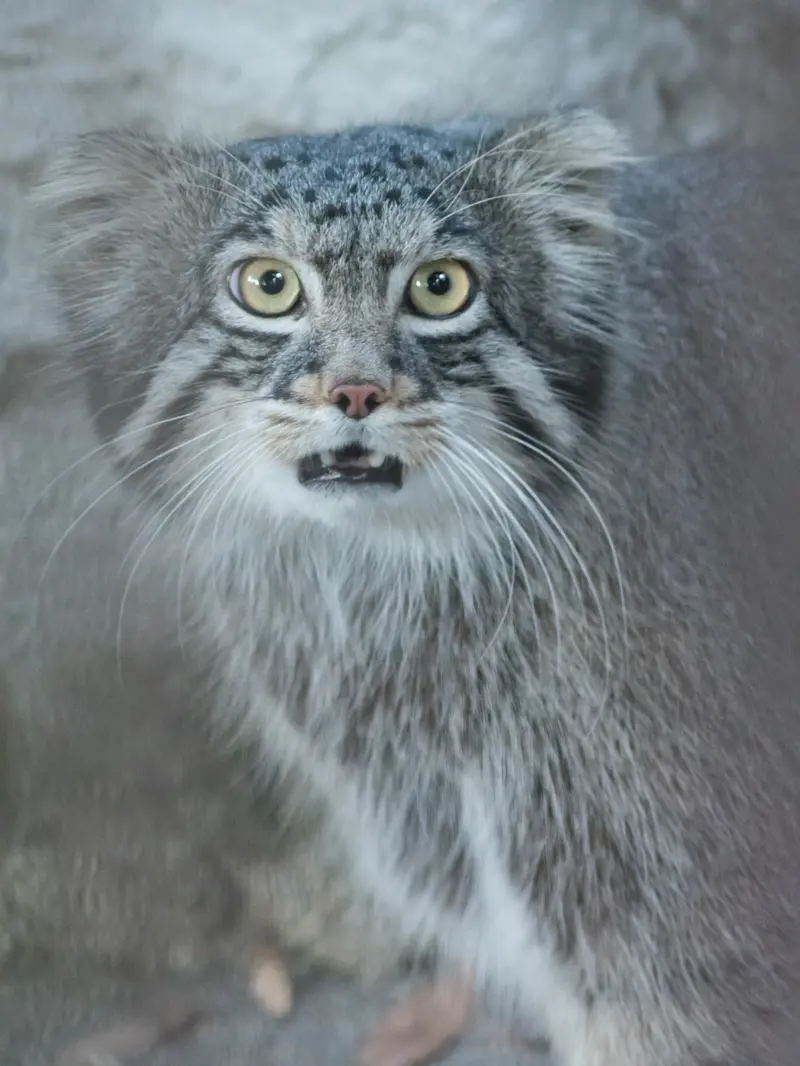 野毛山動物園のフィーガの写真