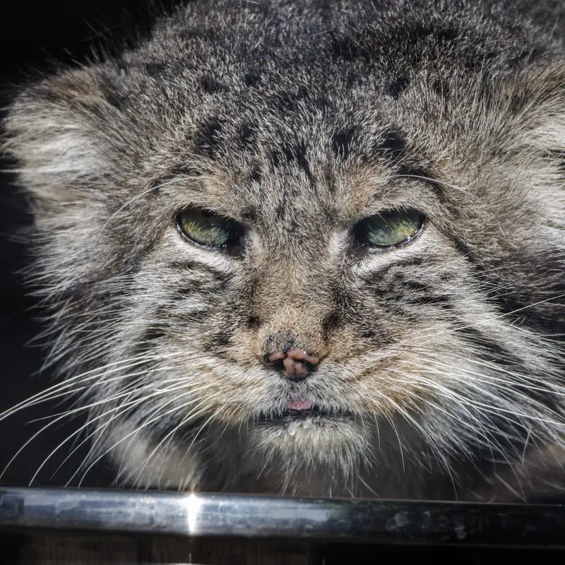 レニングラード動物園のスヴェンの写真